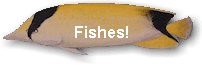 Fishes!