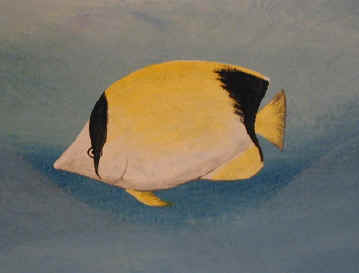 Butterfly Fish